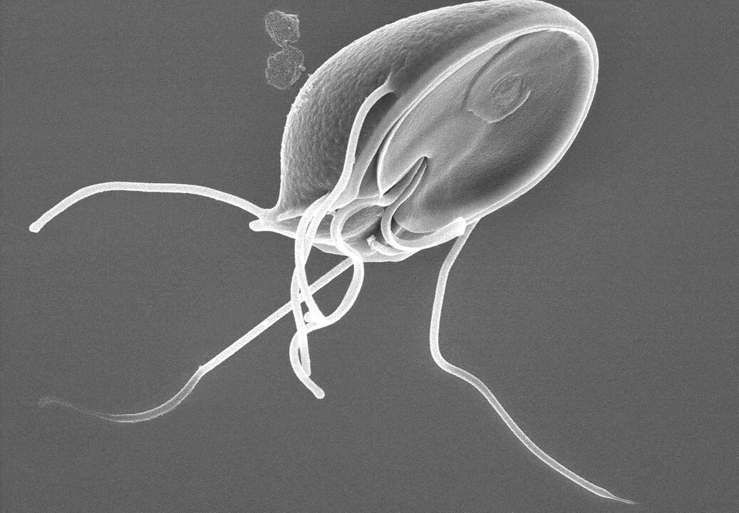 Giardia in the human body